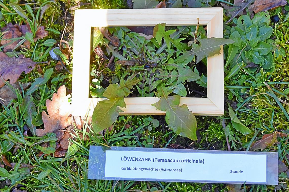 Wildkräuter wachsen auch im Winter Der essbare Löwenzahn hat viel mehr C- und A-Vitamine als Kopfsalat.