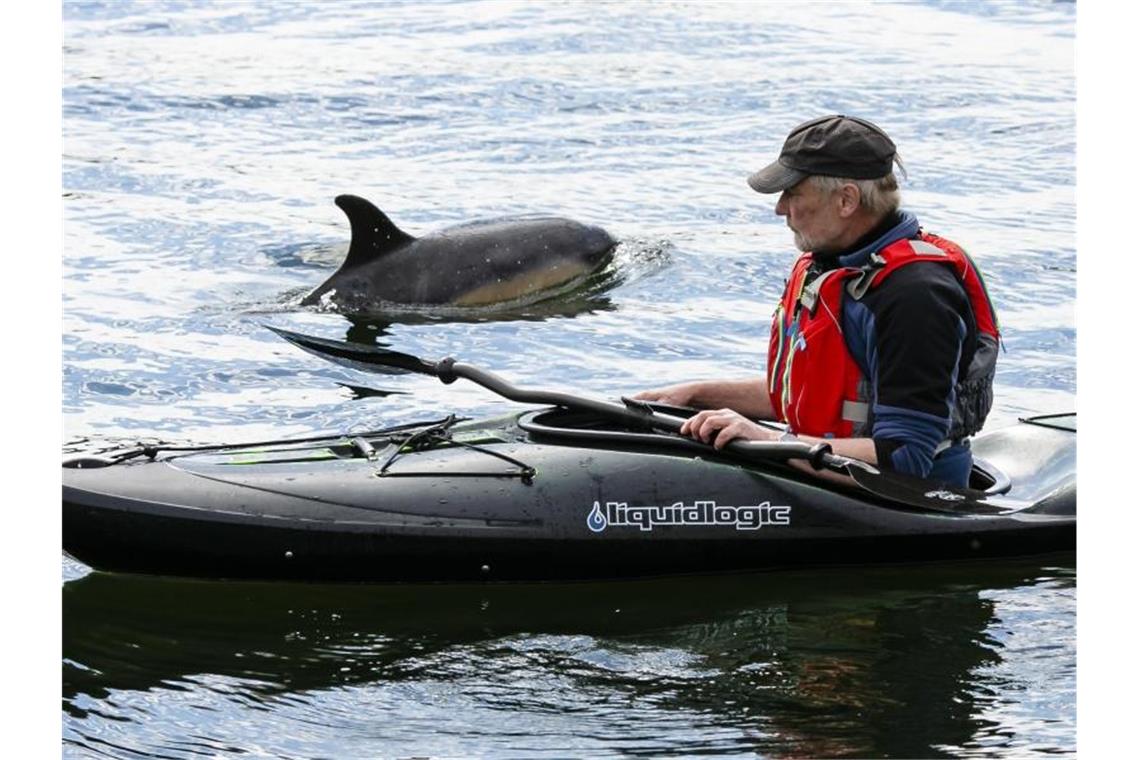 Der etwa zwei Meter großer Delfin nähert sich einem Paddler in der Schwentinemündung. Foto: Frank Molter