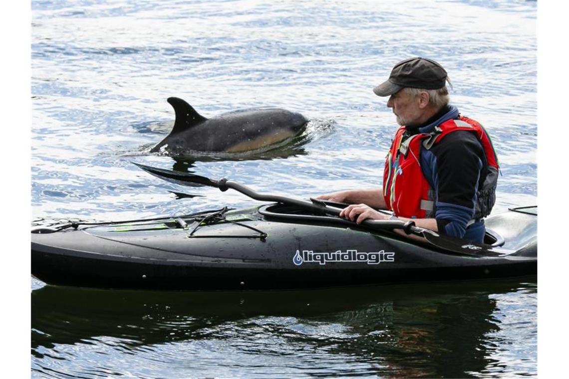 Erneut ist ein Delfin Gast in der Kieler Förde Der etwa zwei Meter großer Delfin nähert sich einem Paddler in der Schwentinemündung. Foto: Frank Molter