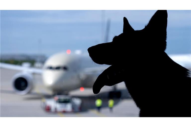 Der Europäische Gerichtshof urteilte zum Schadenersatz wegen eines verlorenen Haustiers auf einer Flugreise. (Symbolbild)