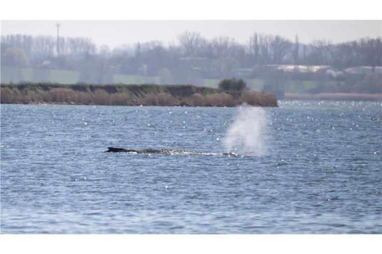 Der Fall des an der Ostseeküste gestrandeten Wals gilt nach Einschätzung internationaler Experten als weltweit einzigartig (Archivfoto).