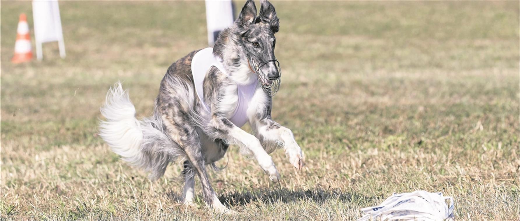 290 Windhunde kämpfen um den Titel Der falsche Hase, ein Bündel aus Plastikstreifen, wird am Seil gezogen, während der Hund der vermeintlichen Beute hinterherjagt. Foto: J. Fiedler