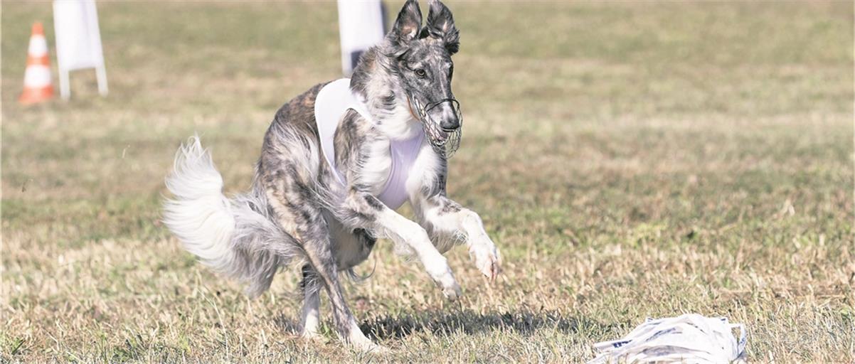 Der falsche Hase, ein Bündel aus Plastikstreifen, wird am Seil gezogen, während der Hund der vermeintlichen Beute hinterherjagt. Foto: J. Fiedler