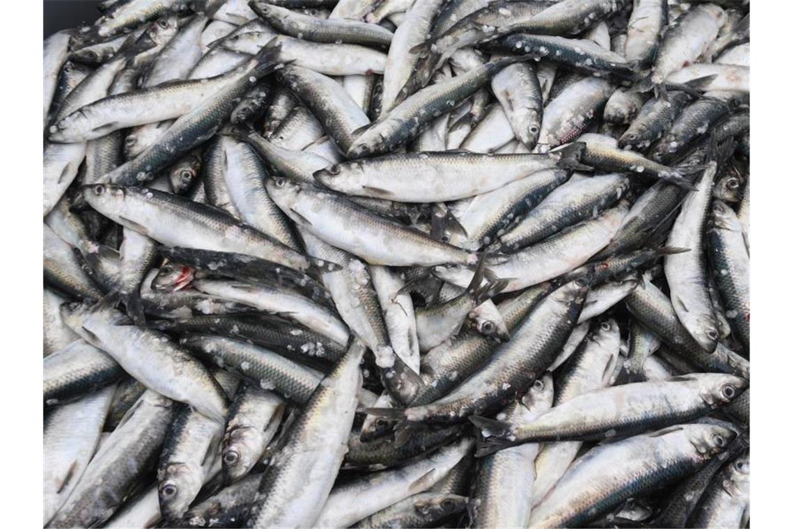 Der Fischkonsum in Deutschland liegt weit unter dem EU-Durchschnitt. Foto: Stefan Sauer/zb/dpa