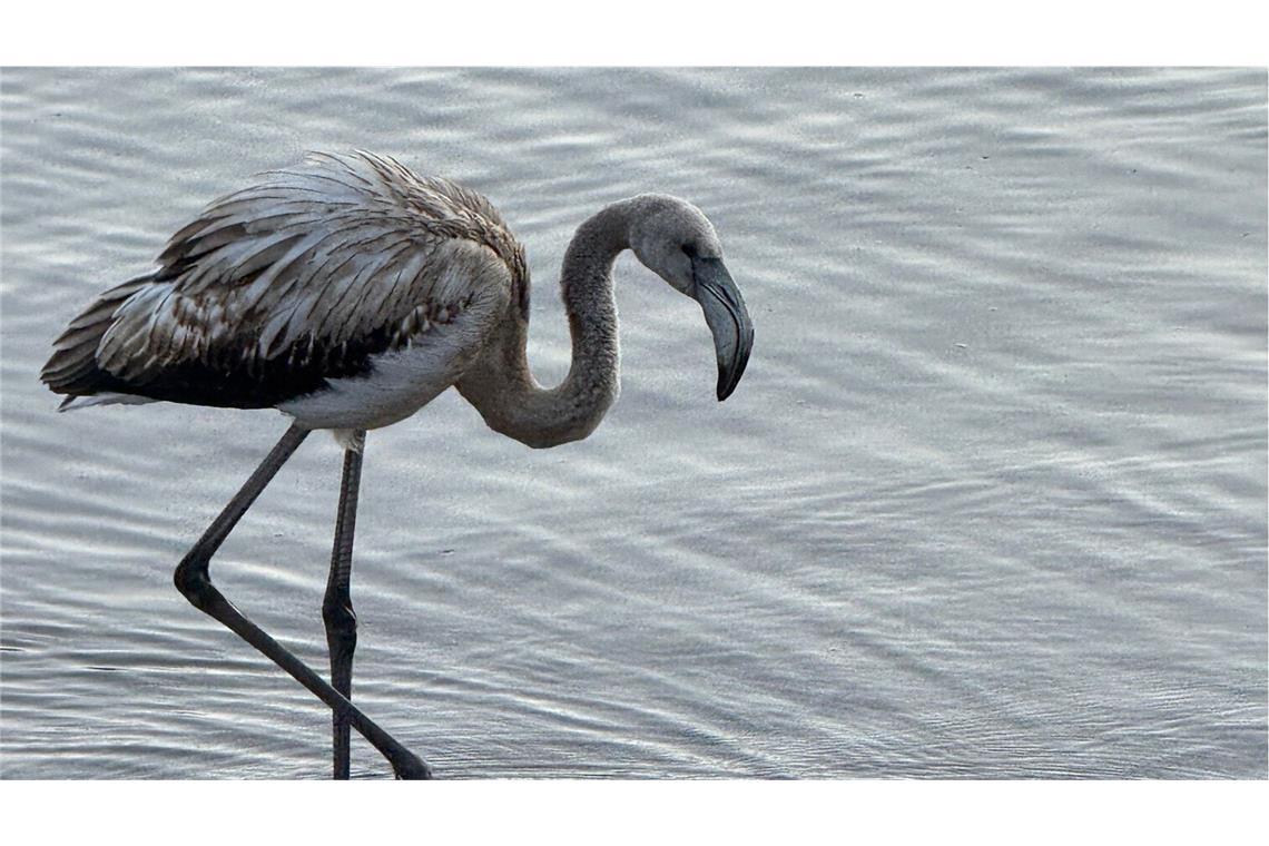 Was tun mit dem Flamingo aus dem Titisee? Der Flamingo steht am Ufer des Titisees im Schwarzwald.