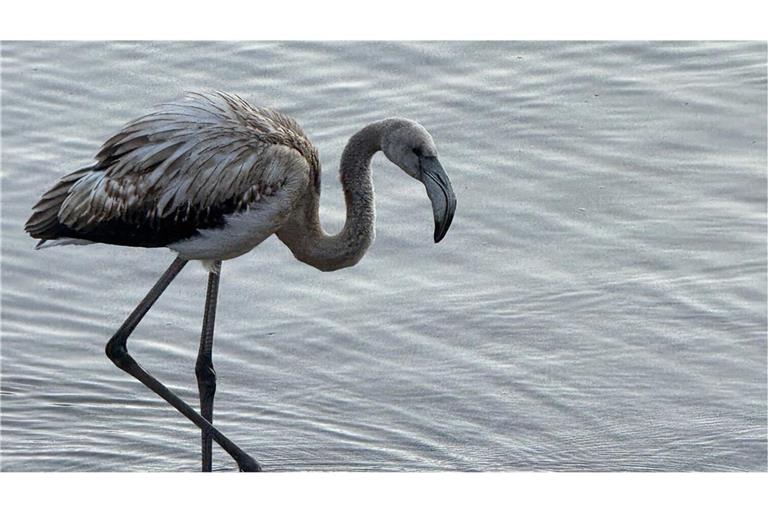 Der Flamingo steht am Ufer des Titisees im Schwarzwald.