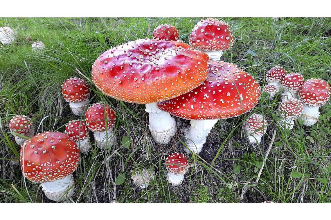 Wunderbare Welt der Pilze Der Fliegenpilz (Amanita muscaria) ist eine giftige Pilzart, die 2022 von der Deutschen Gesellschaft für Mykologie zum Pilz des Jahres gewählt wurde.