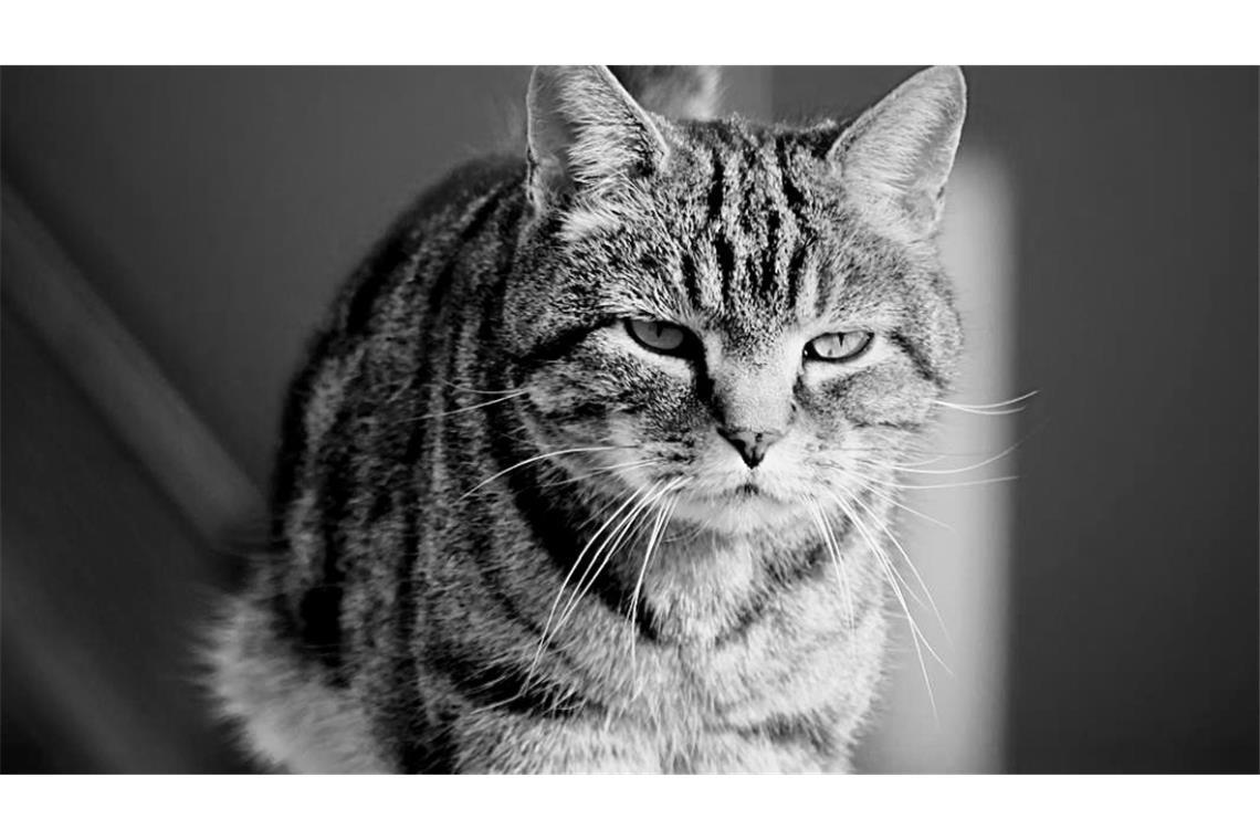 Der Flughafen Bern trauert um Kater Maverick.