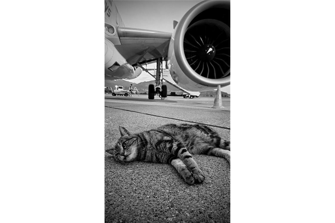Der Flughafen Bern trauert um Kater Maverick.