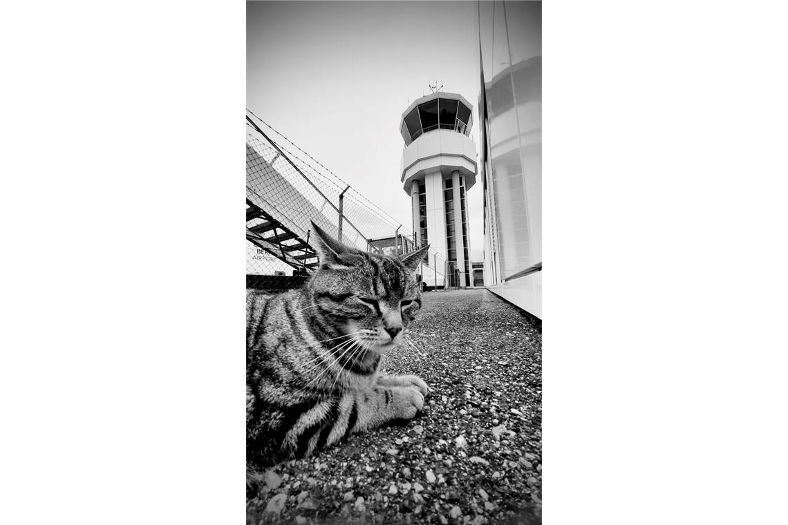 Der Flughafen Bern trauert um Kater Maverick.