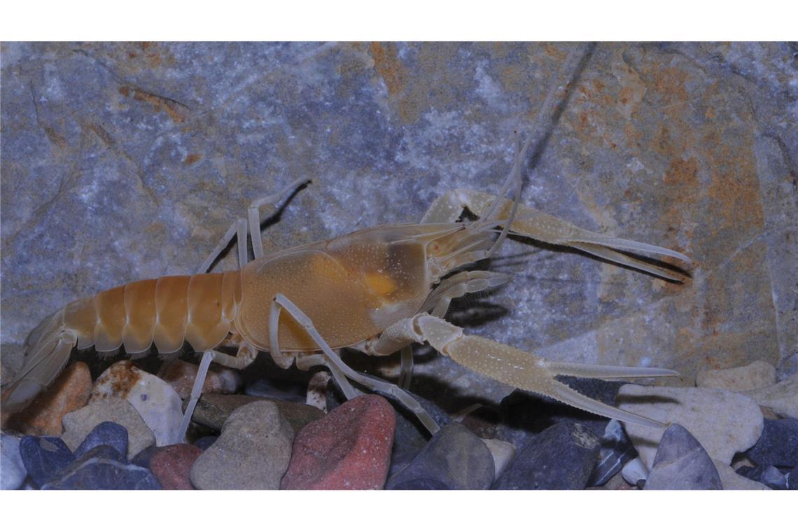 Tausende Süßwasserarten vom Aussterben bedroht Der Flusskrebs Procambarus orcinus