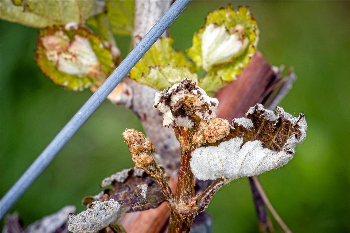 In unteren Lagen der Weinberge ist nichts mehr zu machen Der Frost hat schätzungsweise 20 bis 40 Prozent der Reben betroffen.