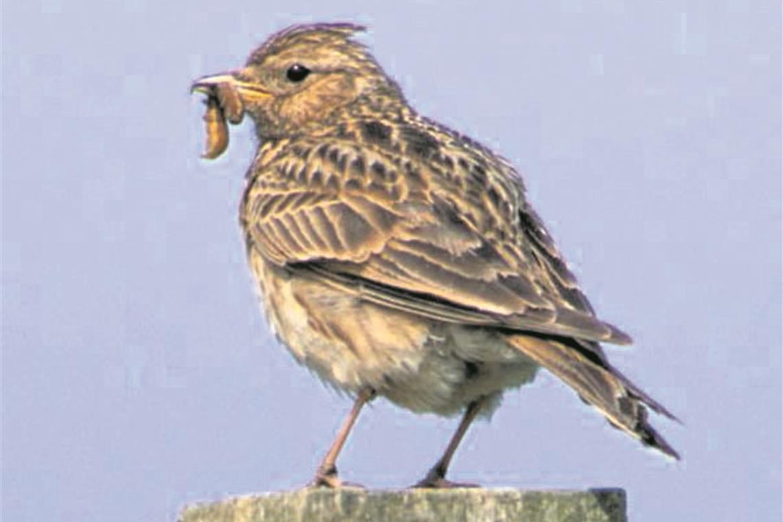 Der frühe Vogel fängt den Wurm: Damit die Feldlerche in den Lerchenäckern nicht zuerst da ist und Kunden aus der Industrie ihre Grundstücke nicht bebauen können, will man ihre Ansiedlung verhindern. Foto: Naturschutzbund