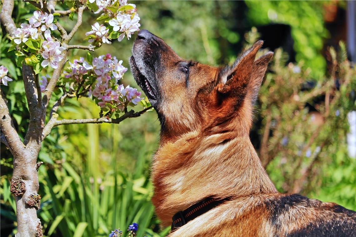 Der Frühling ist da