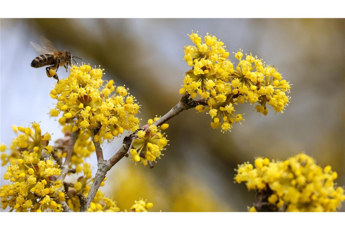 Der Frühling macht sich breit in Baden-Württemberg.