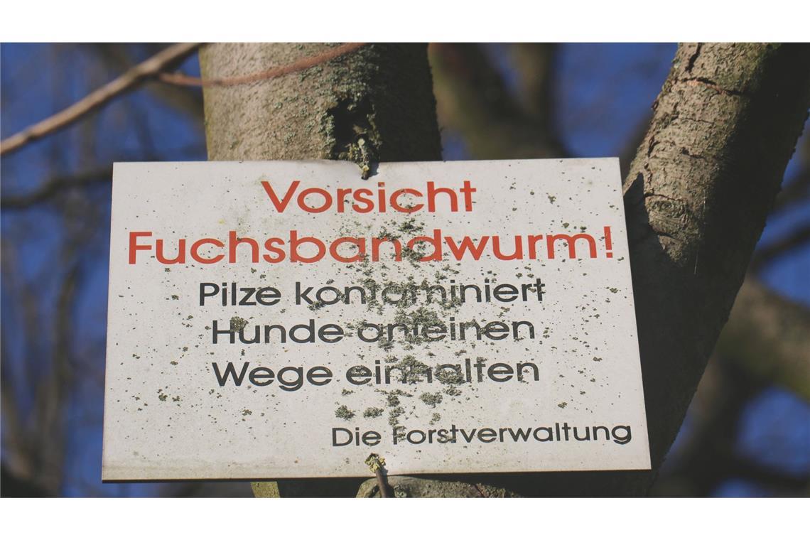 Fuchsbandwurm auf dem Vormarsch Der Fuchsbandwurm ist in Deutschland heimisch.