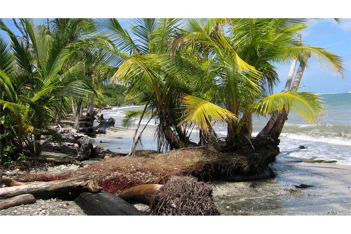 Mutmaßlich zwei Deutsche in Costa Rica tot aufgefunden Der Fund zweier Leichen auf dem Grundstück eines deutschen Paares in Costa Rica gibt Rätsel auf. (Archivbild)