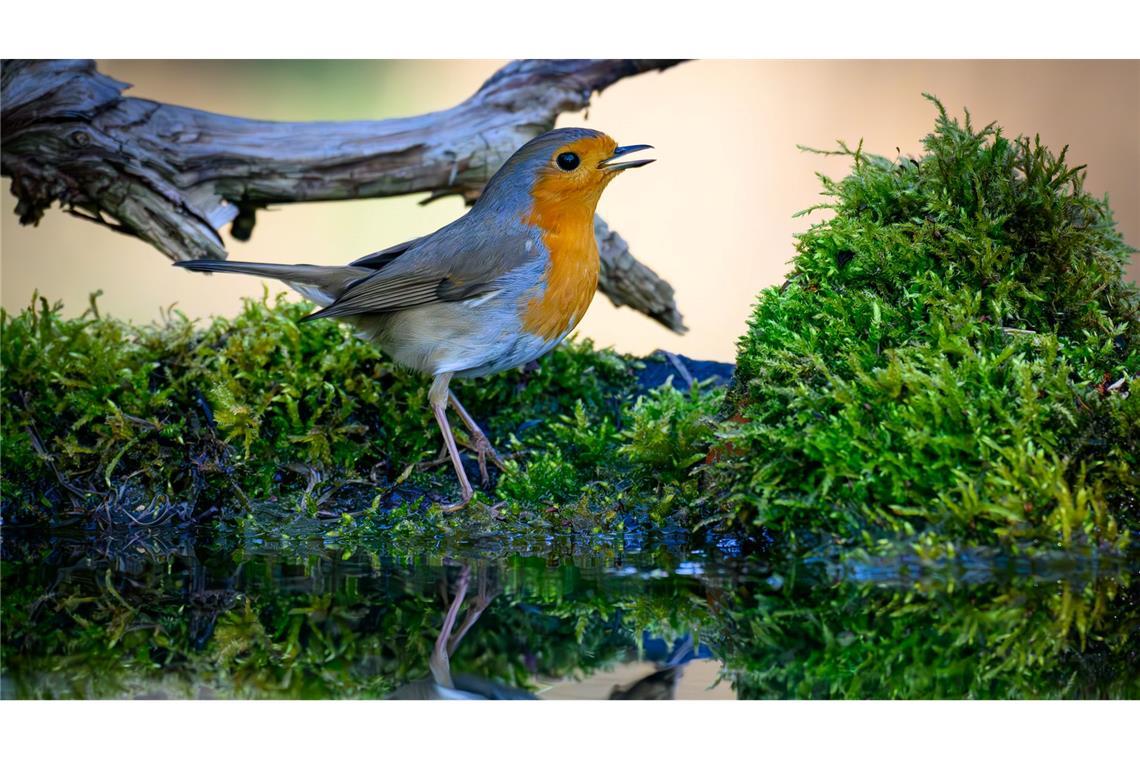 Der Gesang des Rotkehlchens ist eine Abfolge hoher Töne, die laut Nabu in einer perlenden Strophe enden. (Symbolbild)