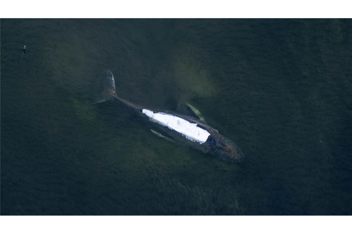Der gestrandete Buckelwal in der Bucht der kleinen Ostsee-Insel Poel hat sich über die Nacht nicht von der Stelle bewegt.