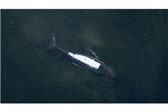 Der gestrandete Buckelwal in der Bucht der kleinen Ostsee-Insel Poel hat sich über die Nacht nicht von der Stelle bewegt.