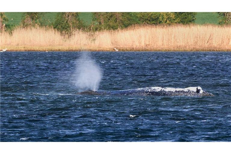 Der gestrandete Buckelwal liegt vor der Insel Poel und bläst Atemluft aus.