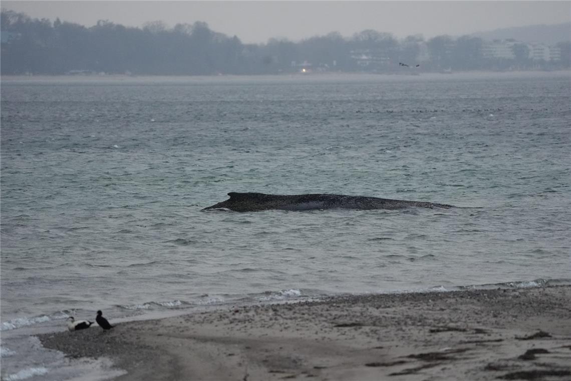 Der gestrandete Wal liegt im Wasser der Ostsee vor der Seebrücke am Hafen Niendorf. Die Polizei hat das Gelände abgesperrt, um das Tier nicht zu beunruhigen. Die Rettungsversuche dauern an.
