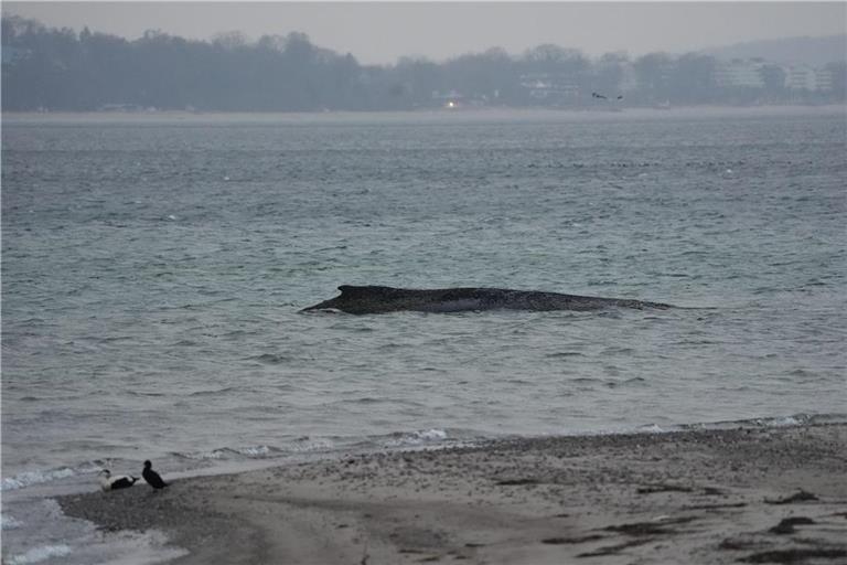 Der gestrandete Wal liegt im Wasser der Ostsee vor der Seebrücke am Hafen Niendorf. Die Polizei hat das Gelände abgesperrt, um das Tier nicht zu beunruhigen. Die Rettungsversuche dauern an.