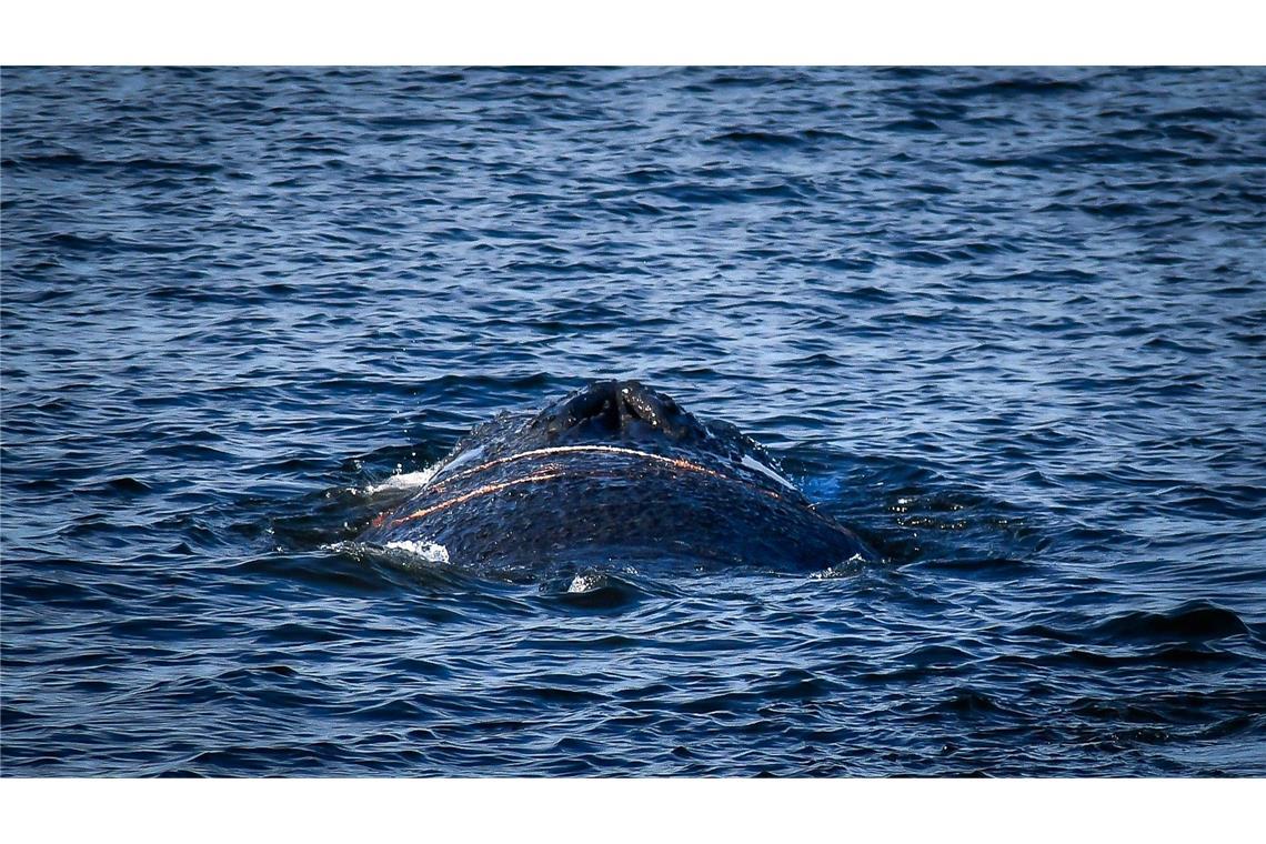 Der gestrandete Wal wurde das erste Mal Anfang des Monats im Wismarer Hafen gesichtet. (Archivbild)