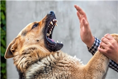 Der getötete Schäferhund hat seiner Halterin ins Gesicht und in die Arme gebissen. Symbolfoto: Adobe Stock/Dimid