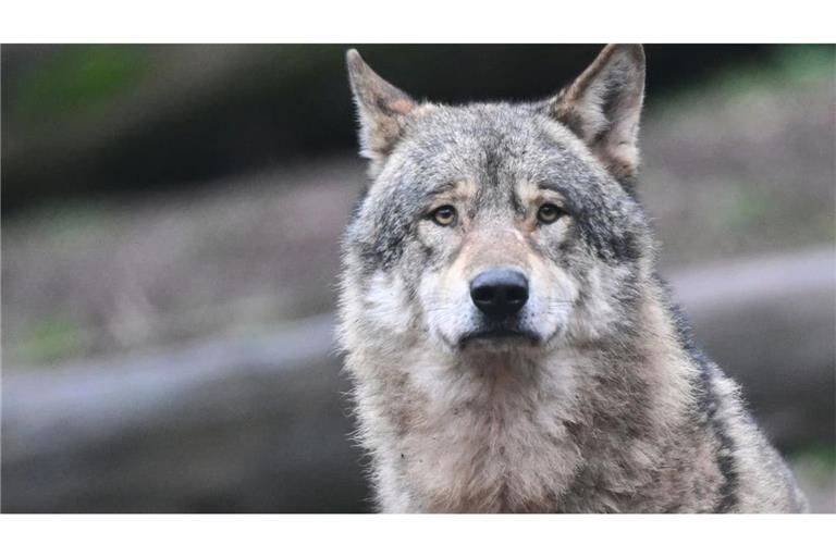Der getötetee Wolf am Schluchsee war nicht angeschossen worden. (Symbolbild)