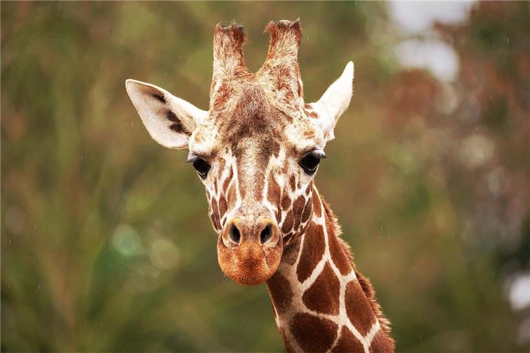 Der Giraffenbulle Tilodi ist tot.