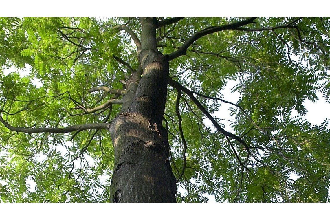Der gestresste Stadtbaum - Was ihm helfen kann Der Götterbaum ist robust, aber nicht unbedingt beliebt. Er verdrängt andere Arten.