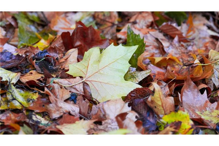 Der "Goldene Herbst" kam kaum zum Vorschein - die Sonne schien deutlich zu wenig.