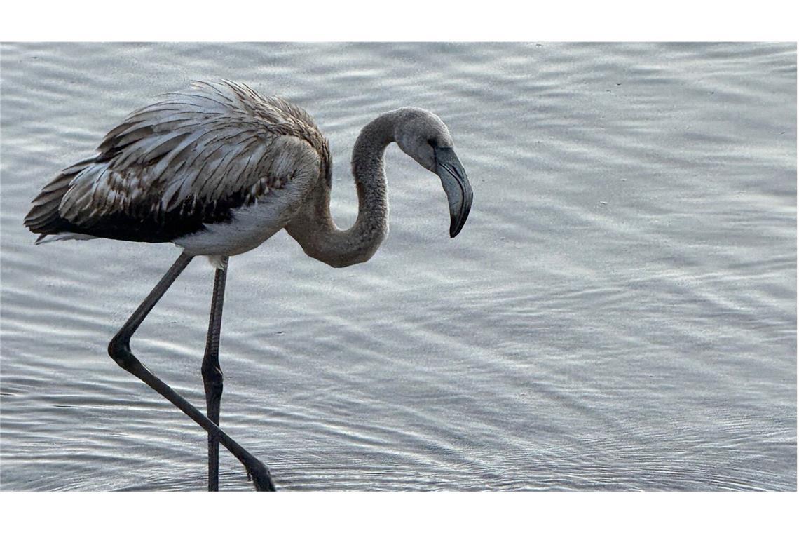 Ist der Flamingo vom Titisee schon bei seinen Artgenossen? Der grau gefiederte junge Flamingo am Ufer des Titisees im Schwarzwald.