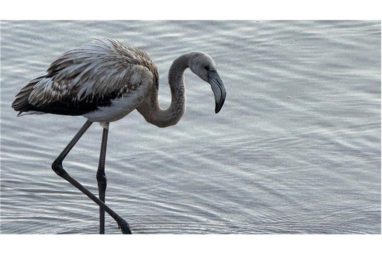Der grau gefiederte junge Flamingo am Ufer des Titisees im Schwarzwald.
