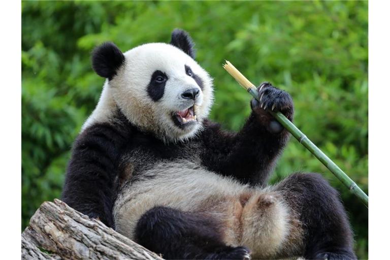 Der Große Panda Bao Mei frisst Bambus im belgischen Pairi Daiza Zoo. Foto: Zhang Cheng/XinHua/dpa