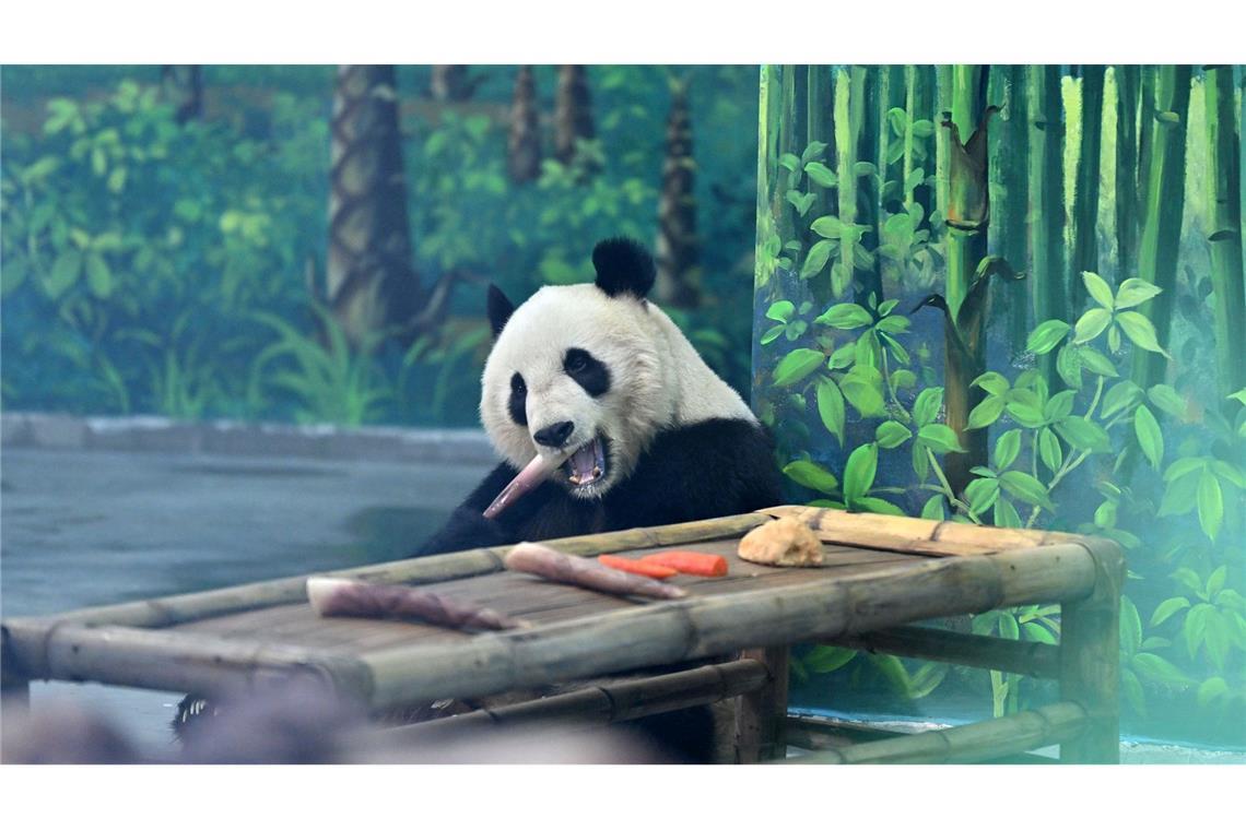 Der Große Panda Ge Ge frisst Bambussprossen im Zoo von Tianjin.