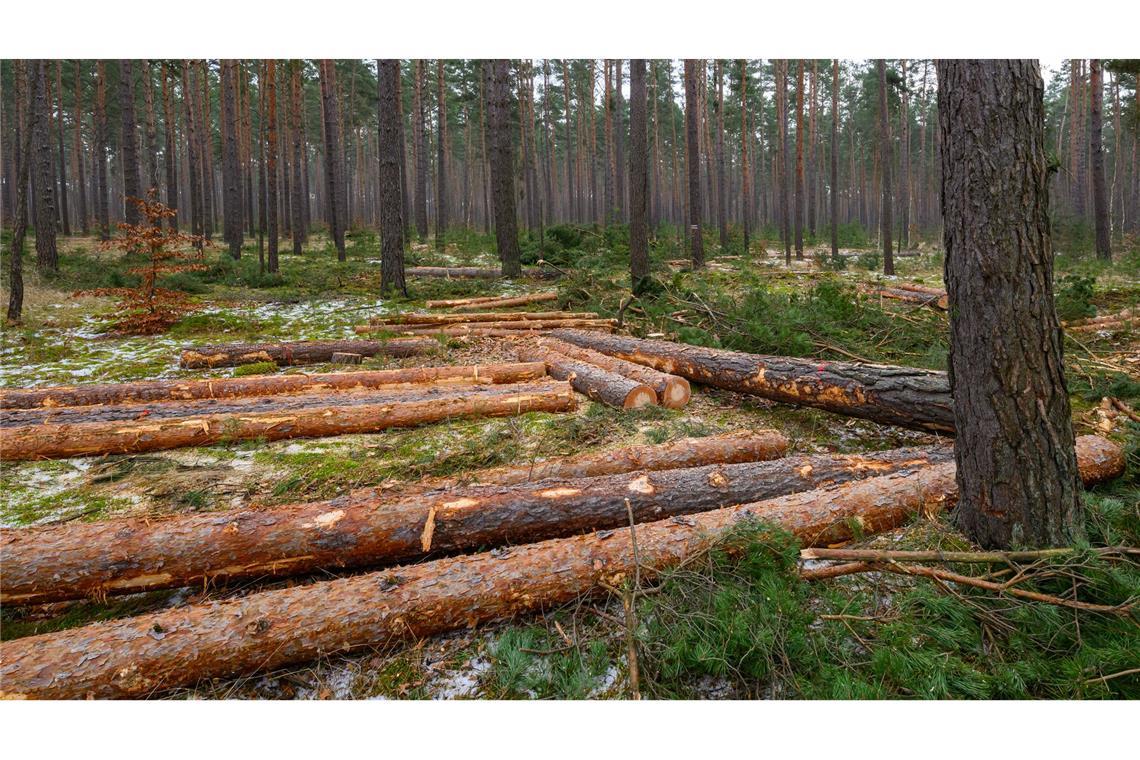 Der Großteil des eingeschlagenen Holzes findet Verwendung in der Säge- und Furnierindustrie, etwa als Paletten- oder Parkettholz. (Archivbild)