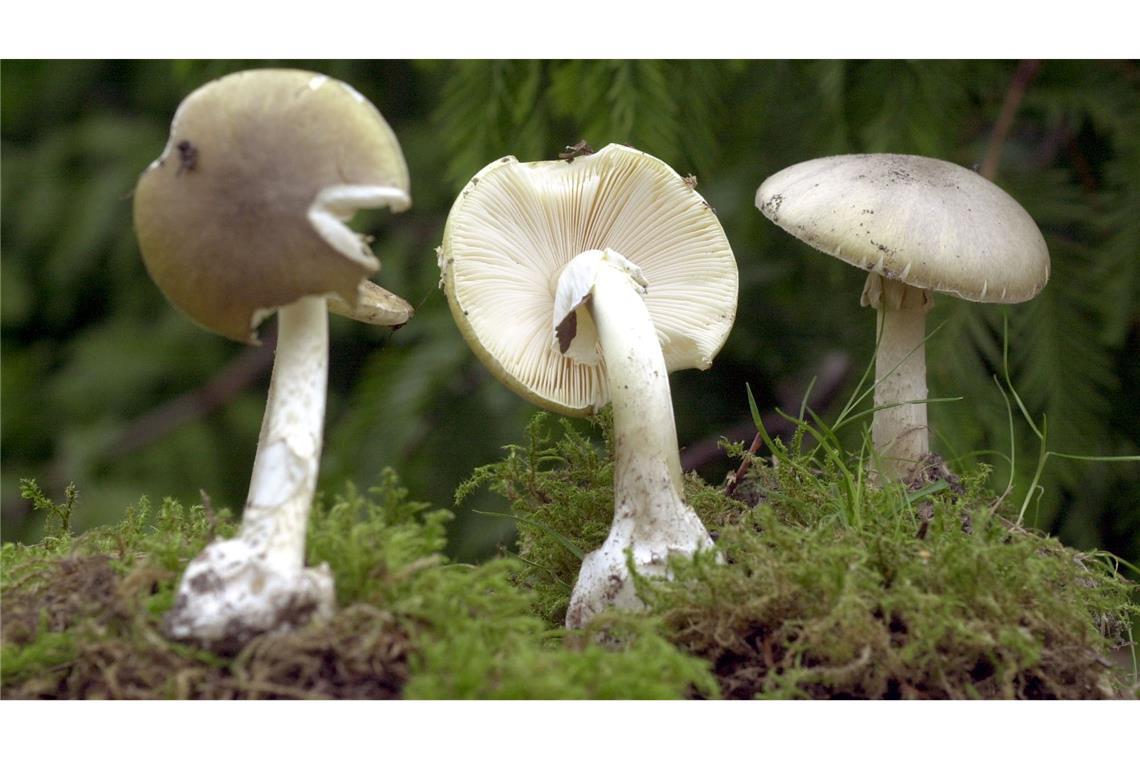 Giftpilze im Beef Wellington: Angeklagte schuldig gesprochen Der Grüne Knollenblätterpilz ist extrem giftig - und ähnelt harmlosen Champignons. (Archivbild)