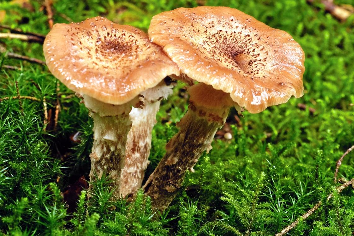 Der Hallimasch ist bei Waldbesitzern nicht beliebt: Er zersetzt Holz.