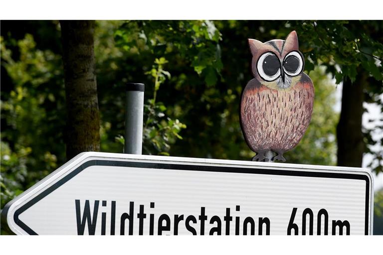 Der Hamburger Wolf soll nach Sachsenhagen gebracht worden sein.