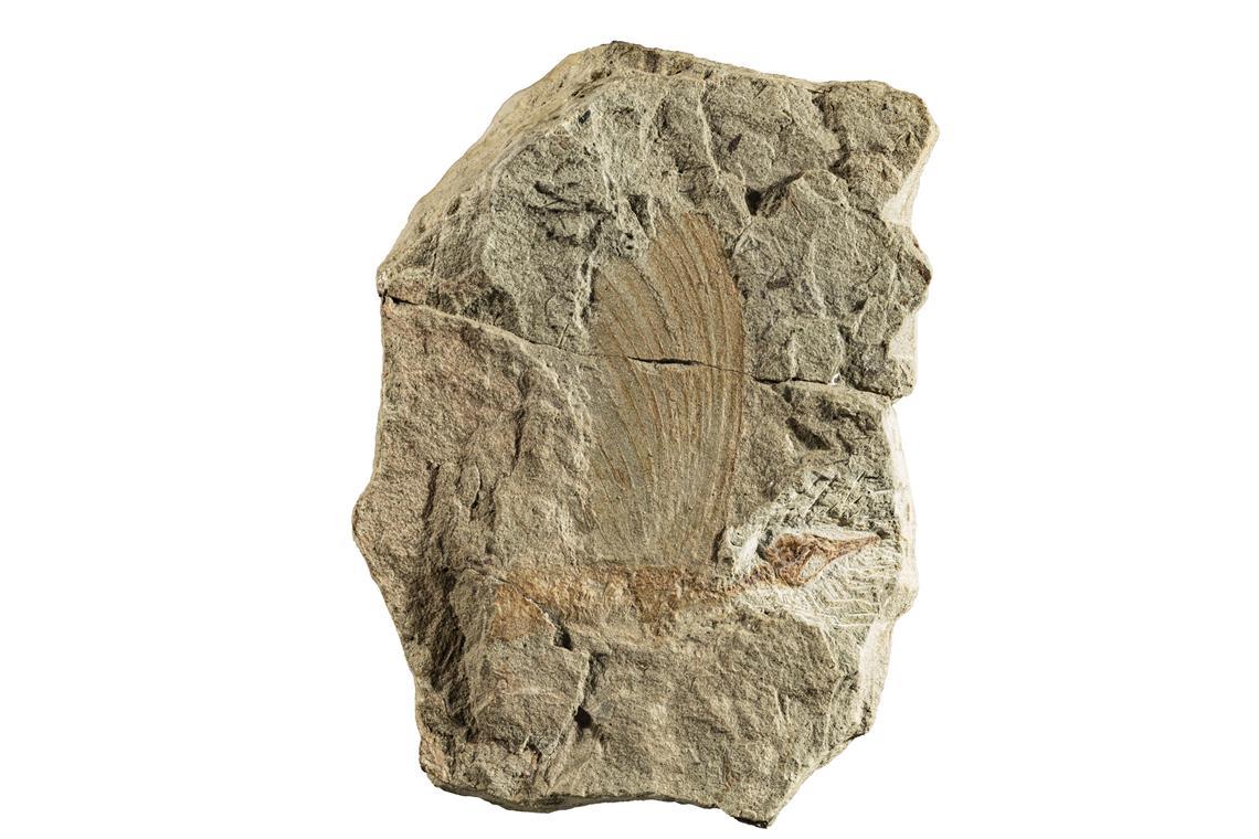 Wie ein fossiler „Wundersaurier“ das Verständnis der Reptilien-Evolution verändert Der Holotyp von Mirasaura (Staatliches Museum für Naturkunde Stuttgart) mit dem vogelähnlichen Schädel und dem Kamm entlang des Rückens.