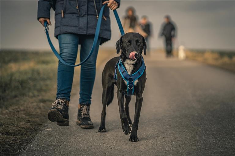 Der Hund kam mit dem Schrecken davon. Symbolfoto: Dominik Kempf/Unsplash