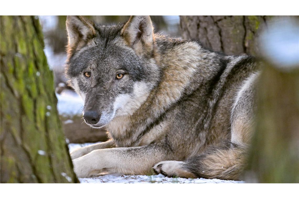 Der Hund stammt vom Wolf ab und begleitet den Menschen schon seit mehr als 15.000 Jahren. (Archivbild)