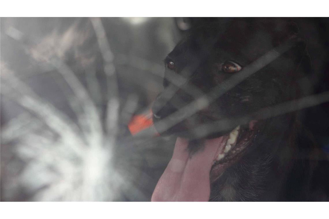 Besitzerin verletzt sich bei Rettung von eingesperrtem Hund Der Hund war nach der Rettung wohlauf (Symbolfoto)
