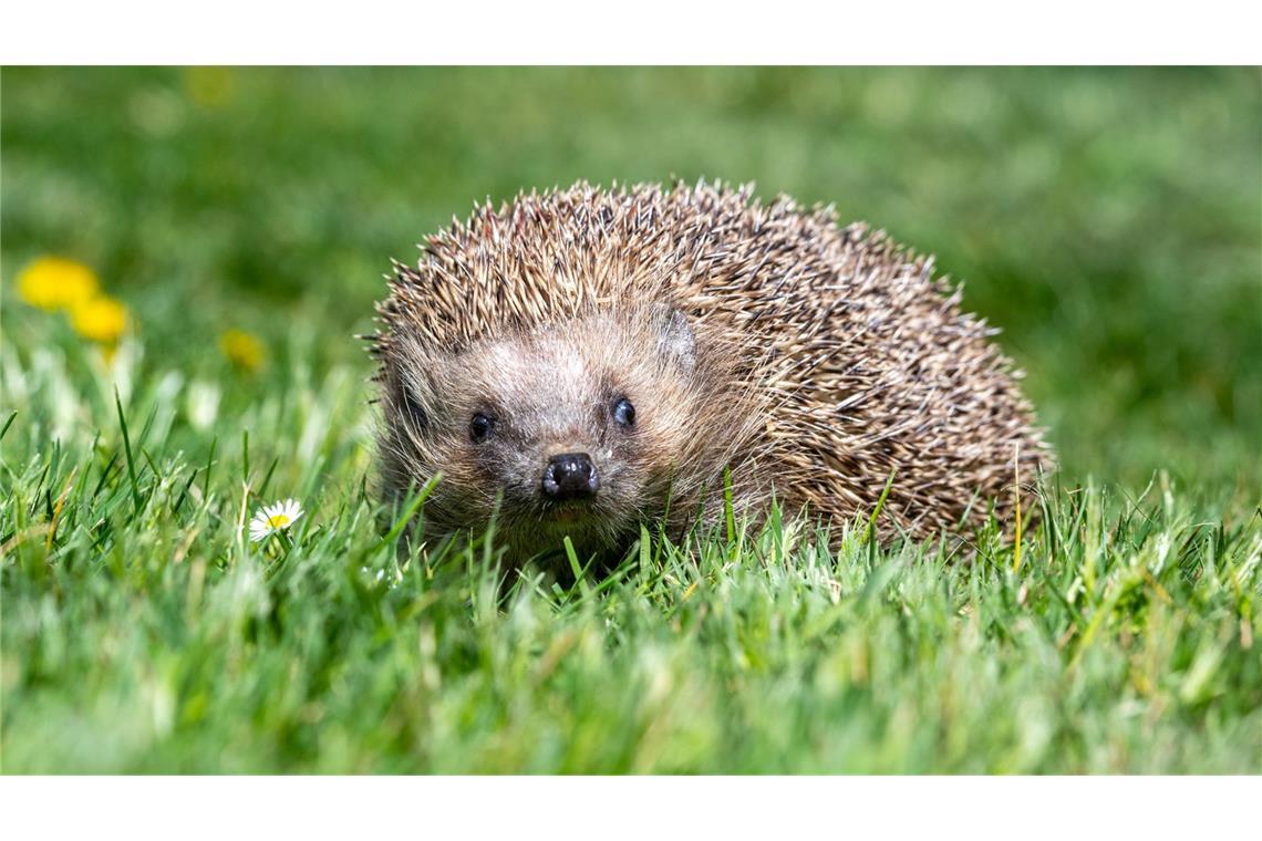 Igelfamilie in Sack vor Haustür abgestellt Der Igel gilt seit 2024 als bedroht. (Symbolbild)