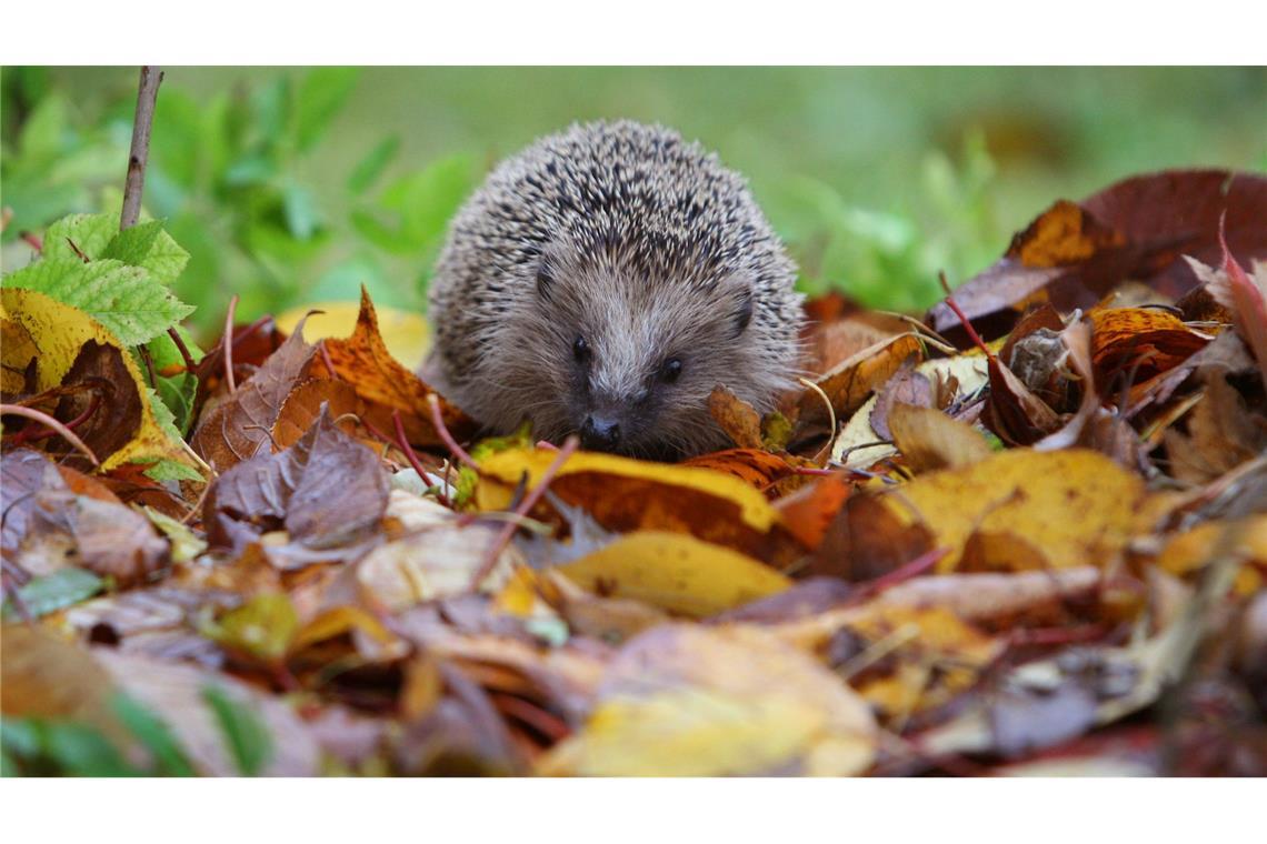 Vögel, Igel, Maulwurf - bitte zählen! Der Igel ist ein Sympathieträger. Dadurch ist es leichter, Menschen für Mitmachprojekte zu begeistern.