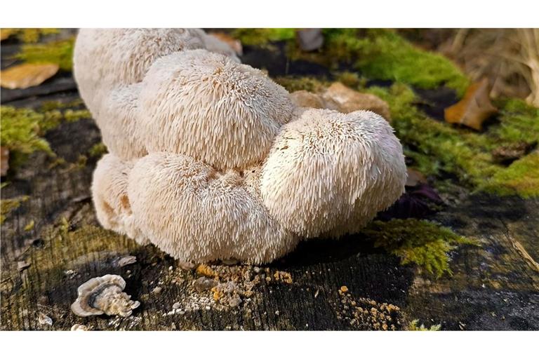 Der Igelstachelbart wird auch Yamabushitake, Löwenmähne, Pom-Pom blanc oder Affenkopfpilz genannt.