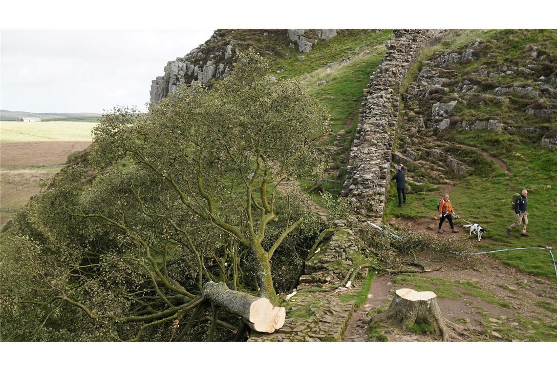Schuldsprüche im Prozess um "Robin-Hood-Baum" Der ikonische Baum war im September 2023 gefällt worden. (Archivbild)