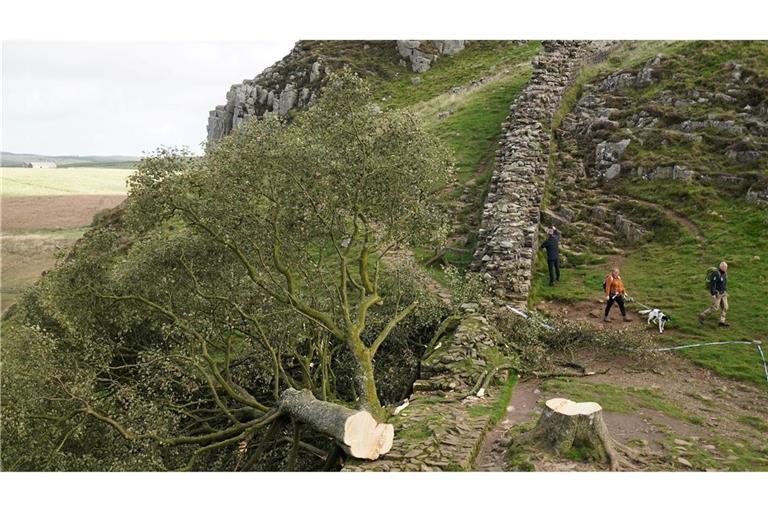 Der ikonische Baum war im September 2023 gefällt worden. (Archivbild)
